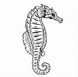 Realistic Seahorse Coloring Page  ColoringBay sketch template
