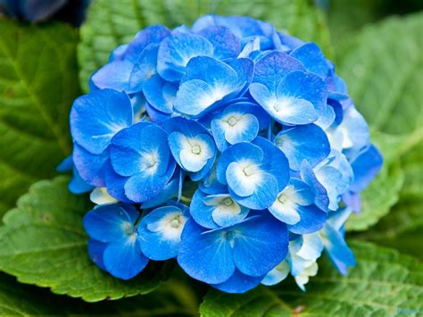 Light Blue Flower Wallpaper Images & Pictures - Becuo