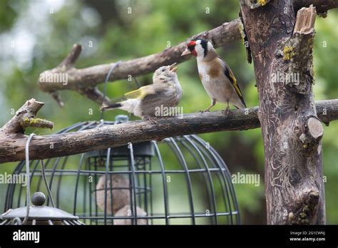 Female Goldfinch Carduelis carduelis feeding baby on natural bird ...