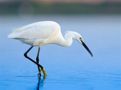 Little Egret Bird Facts (Egretta garzetta) | Bird Fact