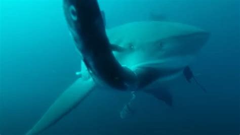 'It's like we opened a buffet': Sharks in Gulf of Mexico learn to steal food from fishing nets ...