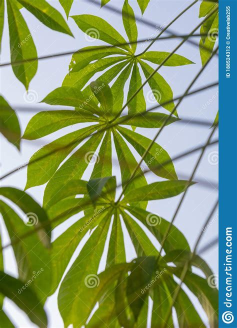 Cassava Tree Leaves Against Blue Sky Stock Photo - Image of seeds, blue ...