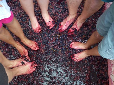 Texas Grape Stomping Festivals | The Daytripper