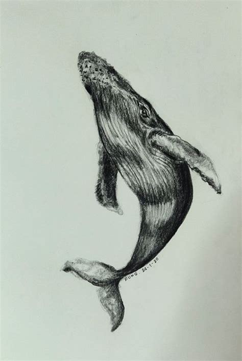 Humpback whale - BB25 - Drawings & Illustration, Animals, Birds, & Fish ...