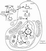 Protist Coloring Pages At GetColoringscom  Free Printable Colorings sketch template