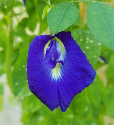 BUTTERFLY BLUE PEA VINE Clitoria ternatea SEEDS FOR SALE HERE ONLINE OZ ...