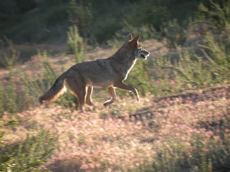 Coyote | Elizabeth Castillo | Flickr
