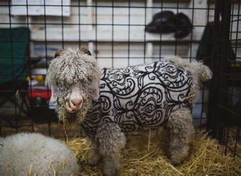 Photos: We found the cutest animals at the Washington State Fair ...