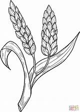 Wheat coloring Page  Free Printable Coloring Pages sketch template