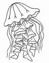 Jellyfish Sheet coloring Page  Coloring Us sketch template