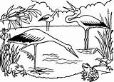 Coloring The Storks Are Hunting Frogs In A Pond Picture sketch template