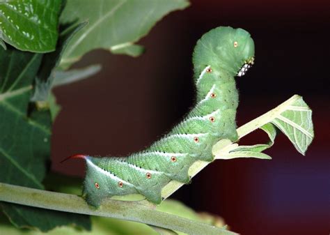 Tobacco Hornworm (Carolina Sphinx Moth): Identification, Life Cycle ...