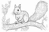 Squirrel Coloring Pages  Our New Squirrels For sketch template