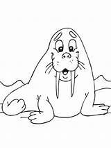Walrus coloring Pages  SeaColoring sketch template