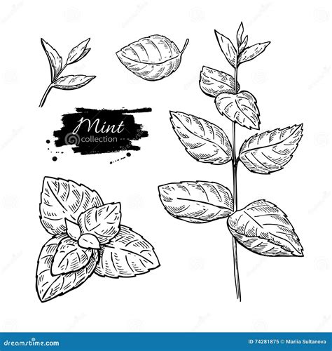 Mint Drawing Set. Isolated Mint Plant And Leaves. Herbal Vector ...