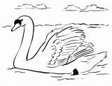 Swan Coloring Page sketch template