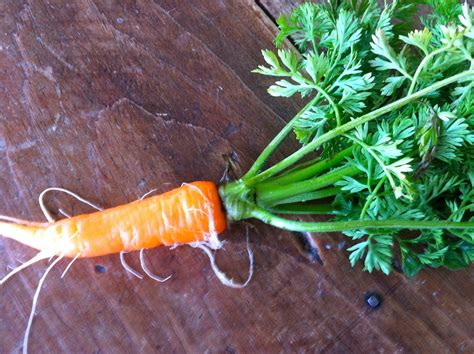 It's Still Good: Winter Carrots and Lettuce