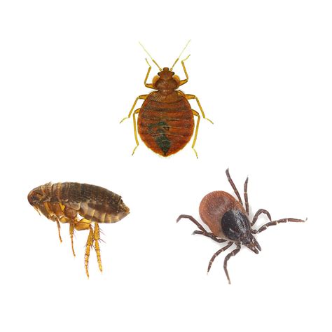 What’s the Difference Between Bed Bugs vs Fleas vs Ticks?