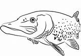Walleye Coloring Pages sketch template