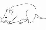 Virginia Opossum Coloring Page Sketch sketch template