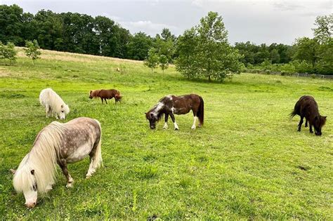 Land Of Little Horses Is The Most Unique Theme Park In Pennsylvania