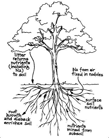 Nitrogen Fixing Trees - The Multipurpose Pioneers - The Permaculture Research Institute