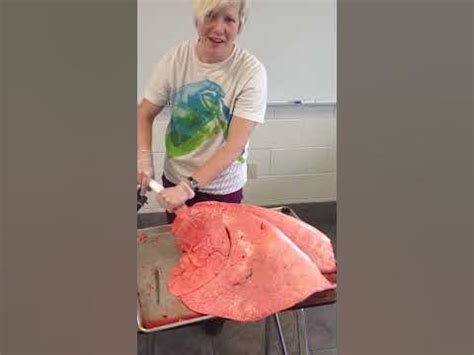 Inflation of cow lungs- High school biology - YouTube