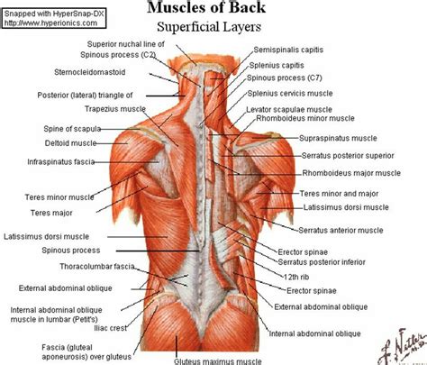 Torso Muscle Anatomy Diagram / Human Body Torso Skeletal And Muscular ...