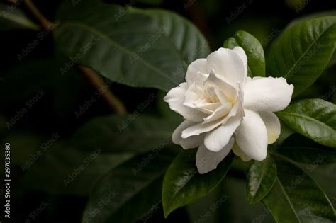 Gardenia Flowers Qatar | Best Flower Site