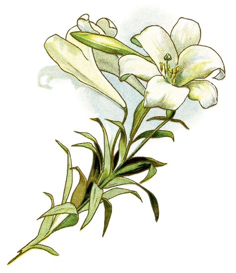 White Lily ~ Free Vintage Image | Old Design Shop Blog