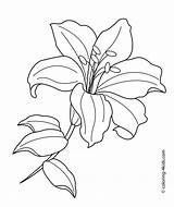 Lily coloring pages To Download And Print For Free sketch template