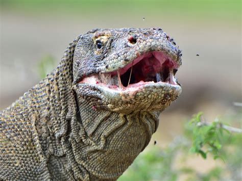 Nebraska Zookeeper Recovering From Komodo Dragon Bite - Reptiles Magazine