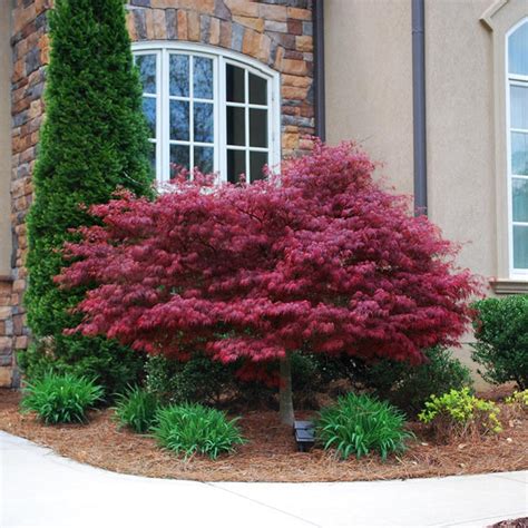 Red Dragon Japanese Maples for Sale | BrighterBlooms.com