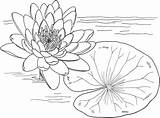 Water Lily Line Art Coloring Pages & coloring book 6000  sketch template