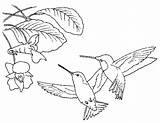 Redirecting To Http//wwwsheknowscom/parenting/slideshow/1960/animal  sketch template