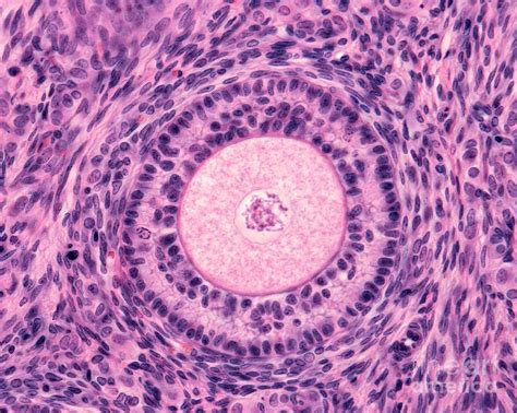 Ovarian Secondary Follicle Photograph by Jose Calvo/science Photo Library - Fine Art America