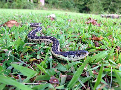 Backyard Snakes - Effective Wildlife Solutions | Snake, Backyard ...