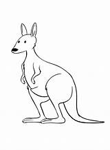 The Simple Kangaroo Coloring Page  Free Printable Coloring Pages sketch template