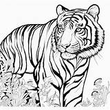 tiger Coloring Page Lulu Pages sketch template