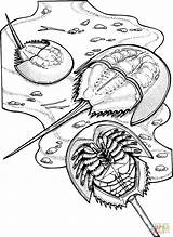 Horseshoe Crabs coloring Page  Free Printable Coloring Pages sketch template