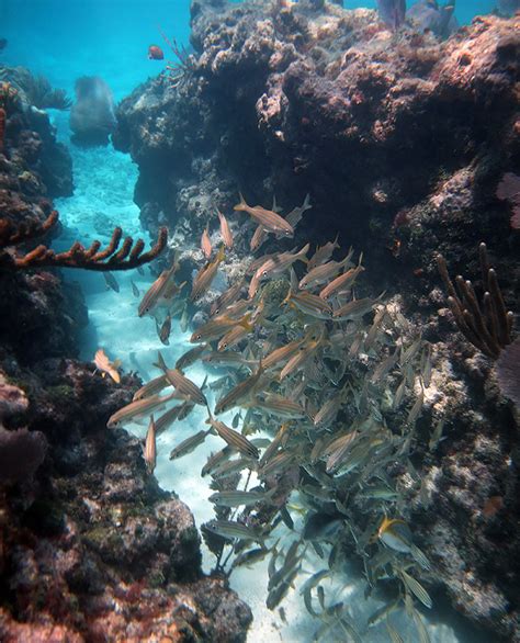 Snorkeling Sombrero Reef - A Super Treat! See Pictures