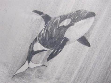 Orca Whale, Pencil Drawing by Trevor Smith | Whale drawing, Orca art, Animal drawings