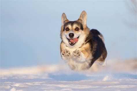 Corgis in Snow - Corgi Cult