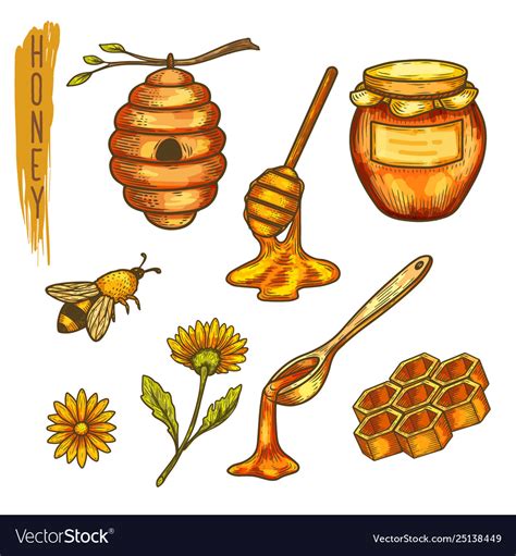 Apiculture honey and bee honeycomb and hivespoon Vector Image