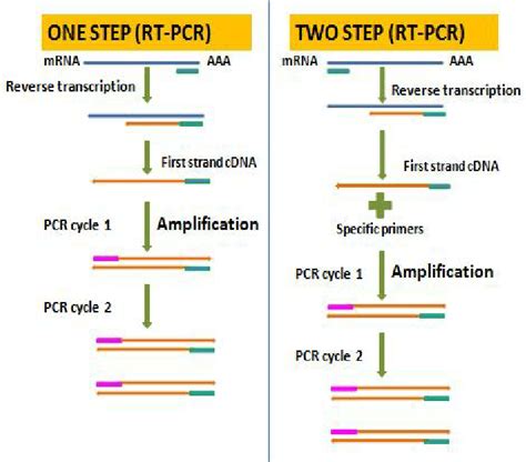 Reverse transcriptase (RT)-PCR: Principles, Applications • Microbe Online