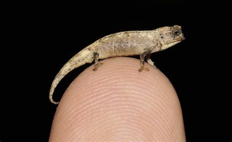 World's Smallest Reptile Found In Madagascar