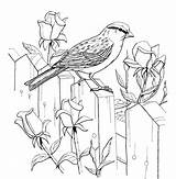 Wren Coloring Page On The Fence sketch template