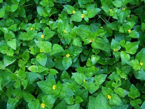 Horse Herb | Foliage, Texas native plants, Feng shui garden