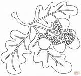 Unleash Your Creativity With Acorn Coloring Pages PDF – NgTalks sketch template