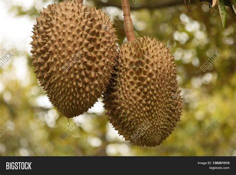 Durian Fruit Thailand Image & Photo (Free Trial) | Bigstock